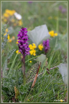 _MG_6010.jpg