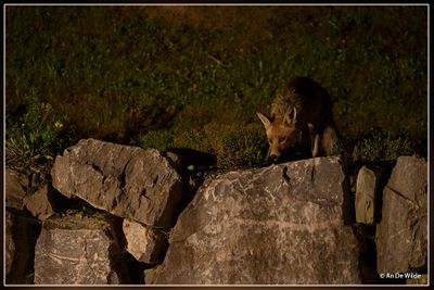 _MG_6037.jpg