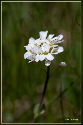 _MG_6180.jpg