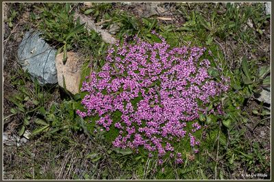 _MG_6183.jpg