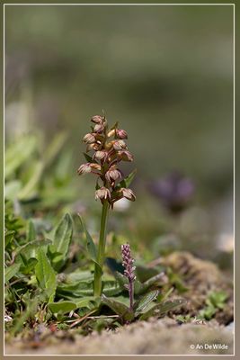 _MG_7207-7210kopie.jpg