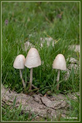 _MG_7813.jpg