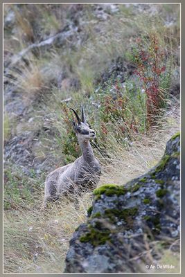 _MG_1384.jpg