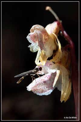_MG_2815detail.jpg