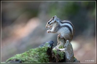 _MG_5291.jpg