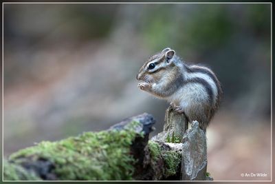 _MG_5303.jpg