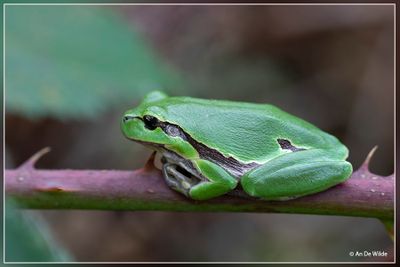_MG_6710.jpg