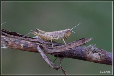 _MG_6883.jpg