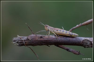 _MG_6886.jpg