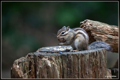 _MG_5505.jpg