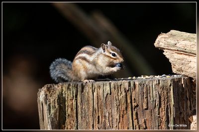 _MG_5746.jpg