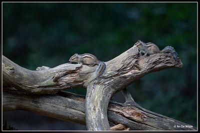 _MG_5792.jpg