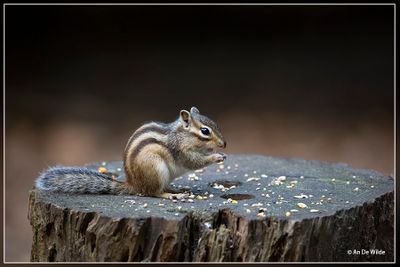 _MG_5931.jpg