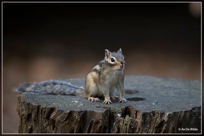 _MG_5938.jpg