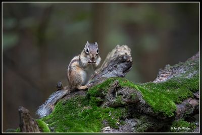 _MG_6013.jpg