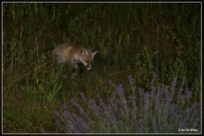 _MG_1776.jpg