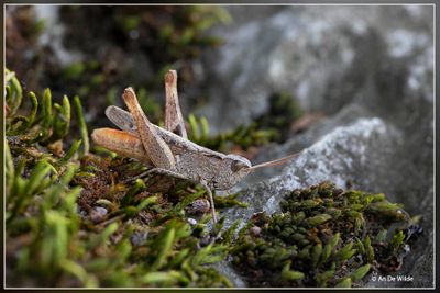 _MG_2036.jpg