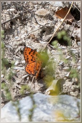 _MG_2060.jpg