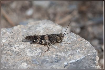 _MG_2071.jpg