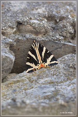 _MG_2170.jpg