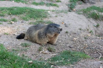 Wildpark Gangelt (D)