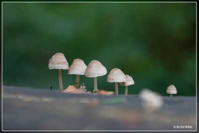 _MG_7771.jpg