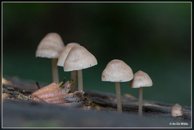 _MG_7774.jpg