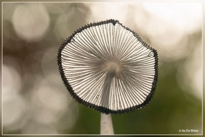 _MG_7823.jpg