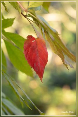 _MG_7908.jpg