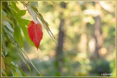 _MG_7922.jpg