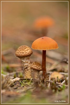 _MG_8110.jpg