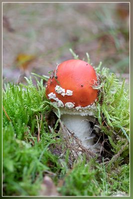 _MG_8154.jpg