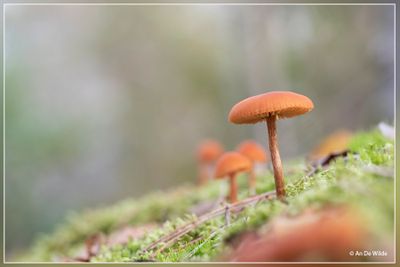 _MG_8172.jpg