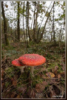 _MG_8280.jpg