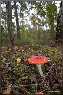 _MG_8313.jpg