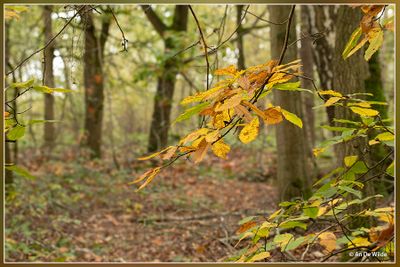 _MG_8747.jpg