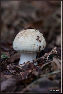 _MG_8817.jpg