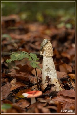 _MG_8884.jpg
