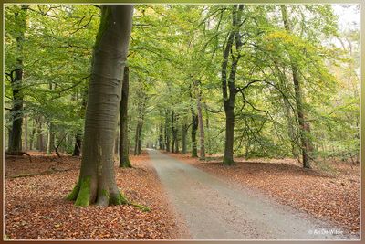 Oisterwijk - Hondsberg