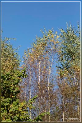 _MG_9264.jpg
