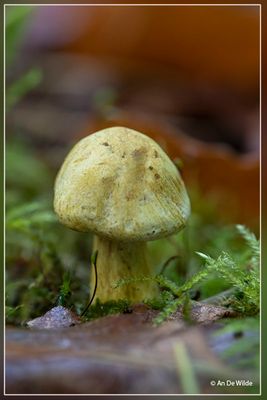 _MG_9346.jpg