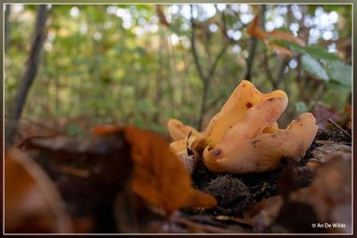 _MG_9530.jpg