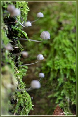 _MG_9404.jpg