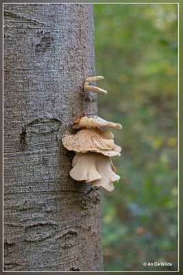 _MG_9585.jpg