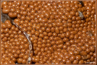 _MG_9817detail.jpg