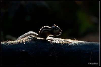 _MG_0006kopie.jpg