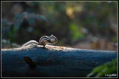 _MG_0007.jpg