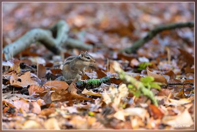 _MG_0084kopie.jpg
