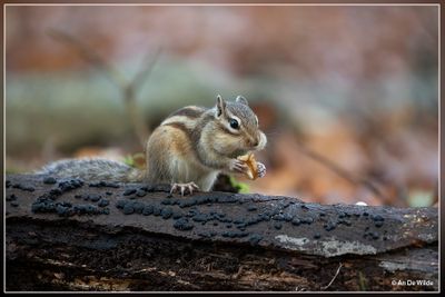 _MG_0277.jpg