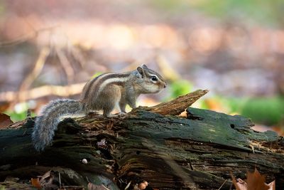 _MG_0353.jpg